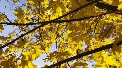 Golden maple leaves on tree branches gently swaying in the wind at sunny day. Stock Photos