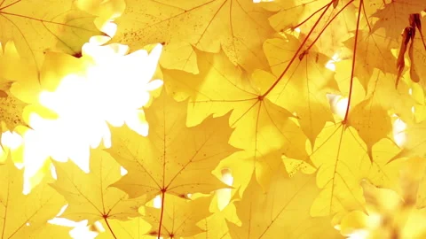 Golden maple leaves on white background. 库存影片 165398807
