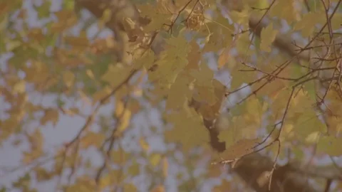 Golden Maple Leaves in Wind Stock Footage 71281738