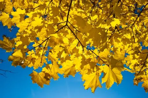 Golden maple Stock Photos