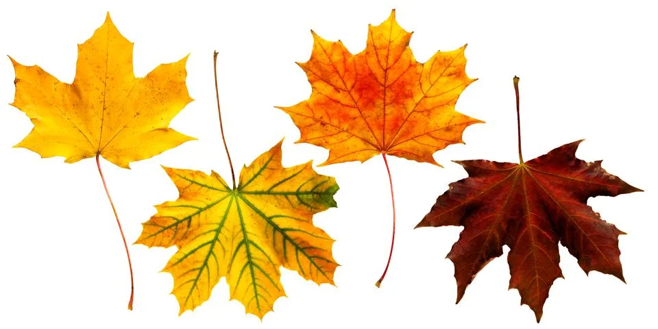 Golden Maple Stock Photos