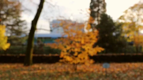 Golden maple tree in evening sunlight leaves moved by wind  focus pull. Stock Footage 120991579