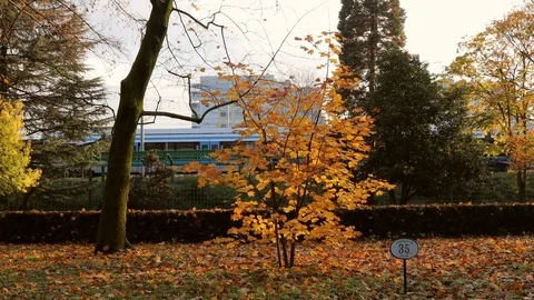 Golden maple tree in evening sunlight leaves moved by wind. Stock Footage 120993019