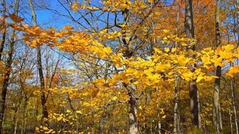 Golden Maple Tree Pan Shot Stock Footage 344812241