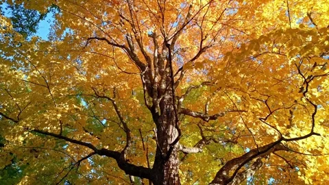 Golden Maple Tree Rotate Stock Footage 344812257