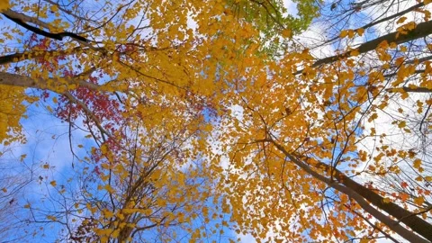 Golden Maple Tree Rotate Looking Up Stock Footage 344812283