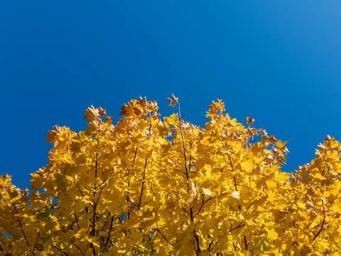 A golden maple tree under a cloudless sky Stock-Fotos