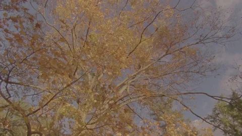 Golden Maple Wide Stock Footage 71281511