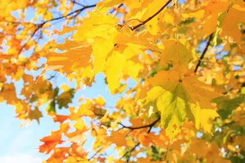 Golden maples 写真素材
