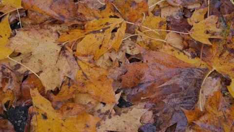 Golden mapple leafs on a ground - close up Stock Footage 255555551