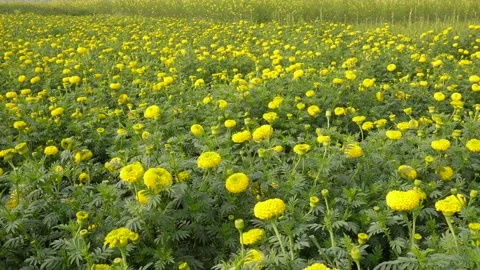 Golden Marigold Fields Vidéo 333415484