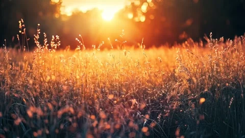 Golden Meadow at Sunset Stock Footage 307180917