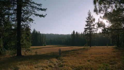 Golden Meadow Under Pines Stock Footage 342571422