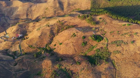 Golden meadows and pine forests covering the hills of Canary islands at sunset Stock Footage 315132012