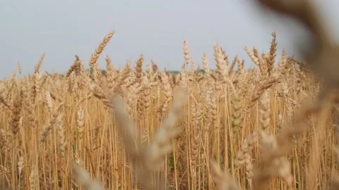 Golden meadows before harvest. Stock-Footage 221160422