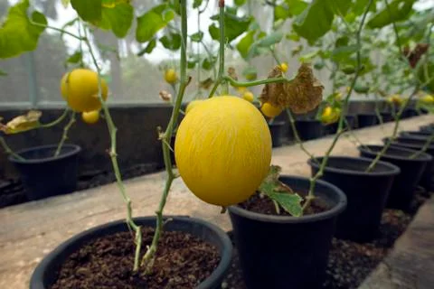 Golden melon fruit ready to harvest Stock Photos