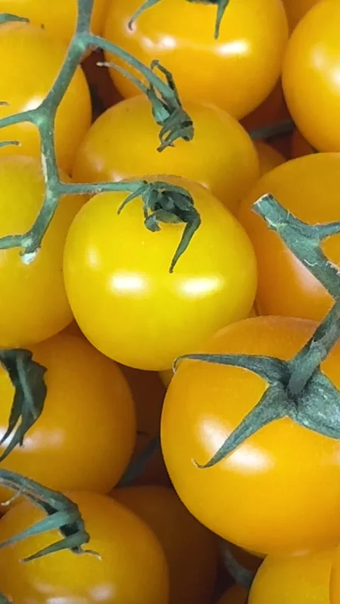 Golden mini tomatoes on green stem at farmers market with vibrant natural Stock Footage 345723597