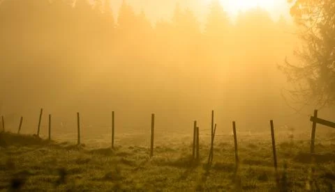 Golden mist Stockfoto's