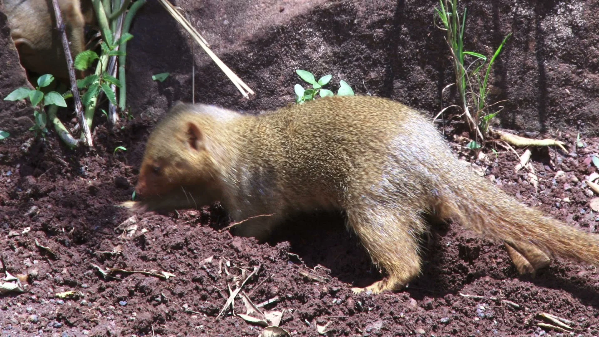 A golden mongoose busy digging for food | Stock Video | Pond5