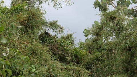 Golden Monkey, Bamboo Forest Video stock 125141107