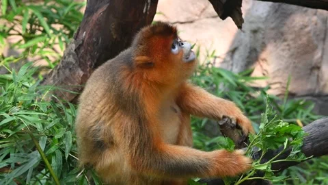 A golden monkey bends over holding and eating fresh leaves in the zoo Stock Footage 342519017