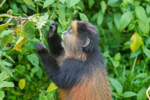 Golden monkey in bush picking leaves. Fotos de archivo