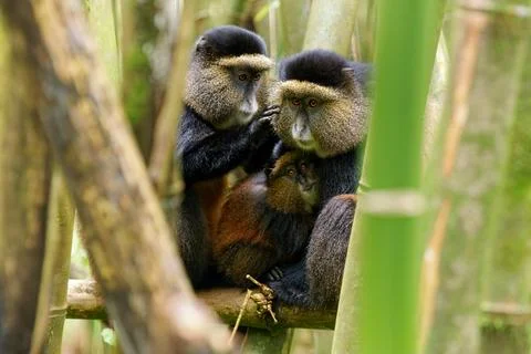 Golden Monkey - Cercopithecus kandti early subspecies of Blue monkey (C. mi.. Foto stock