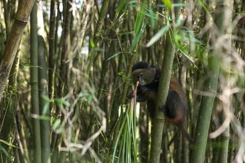 A golden monkey, Cercopithecus kandti, grips a bamboo shoot and eats vegetation. Foto stock