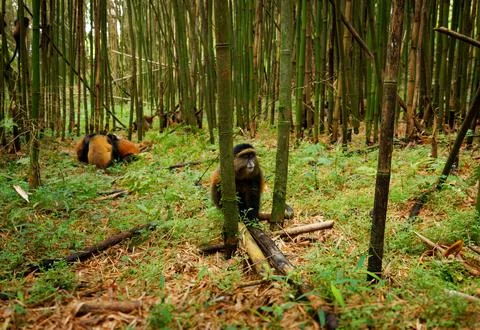 Golden Monkey - Cercopithecus kandti originally subspecies of Blue monkey (.. Stock Photos