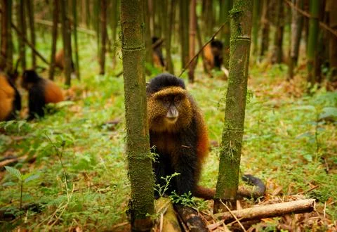 Golden Monkey - Cercopithecus kandti originally subspecies of Blue monkey (.. Foto stock