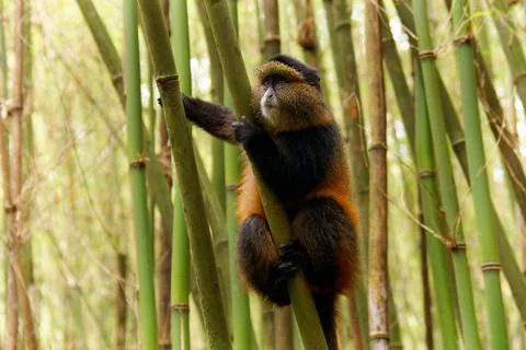 Golden Monkey - Cercopithecus kandti originally subspecies of Blue monkey (.. Stock Photos