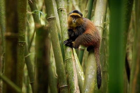Golden Monkey - Cercopithecus kandti originally subspecies of Blue monkey (.. Foto stock