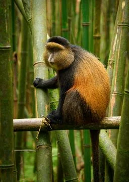 Golden Monkey - Cercopithecus kandti originally subspecies of Blue monkey (.. Stock Photos