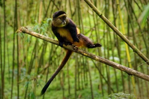 Golden Monkey - Cercopithecus kandti originally subspecies of Blue monkey (.. Stock Photos