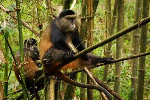 Golden Monkey - Cercopithecus kandti originally subspecies of Blue monkey (.. Stock Photos