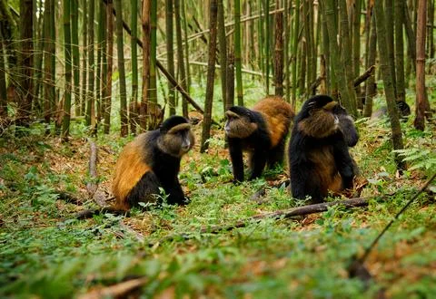 Golden Monkey - Cercopithecus kandti originally subspecies of Blue monkey (.. Stock Photos