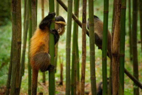 Golden Monkey - Cercopithecus kandti originally subspecies of Blue monkey (.. Stock Photos