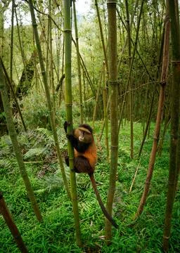 Golden Monkey - Cercopithecus kandti originally subspecies of Blue monkey (.. Foto stock