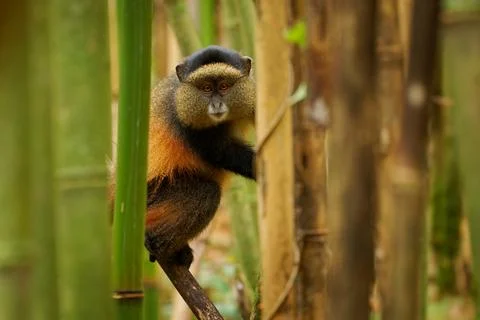 Golden Monkey - Cercopithecus kandti originally subspecies of Blue monkey (.. Foto stock