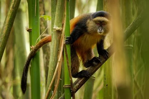Golden Monkey - Cercopithecus kandti originally subspecies of Blue monkey (.. Stock Photos