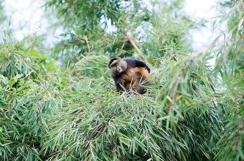 Golden monkey (Cercopithecus kandti) Foto stock