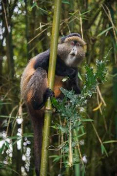 Golden monkey (Cercopithecus kandti), Virunga National Park, Rwanda, Africa Stock Photos