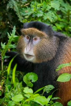 Golden monkey (Cercopithecus kandti), Virunga National Park, Rwanda, Africa Foto stock