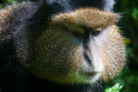 Golden monkey (Cercopithecus kandti), Virunga National Park, Rwanda, Africa Stock Photos