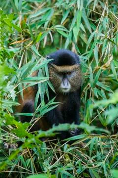 Golden monkey (Cercopithecus kandti), Virunga National Park, Rwanda, Africa Stock Photos