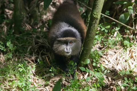 A golden monkey, Cercopithecus kandti, walks along the ground in the forest. Stock Photos