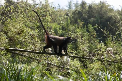 A golden monkey, Cercopithecus kandti, walks along a tree limb in the forest. Foto stock