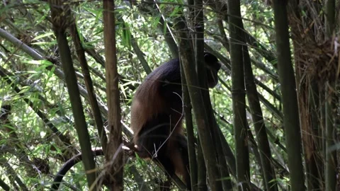 Golden Monkey climbing in bamboo forest Stock Footage 201124508