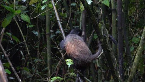 Golden Monkey climbs on Bamboo Stock Footage 125139846