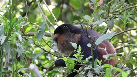 Golden Monkey eat on bamboo close up Video stock 201124526